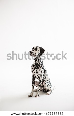 Dalmatian Stock Images, Royalty-Free Images & Vectors | Shutterstock