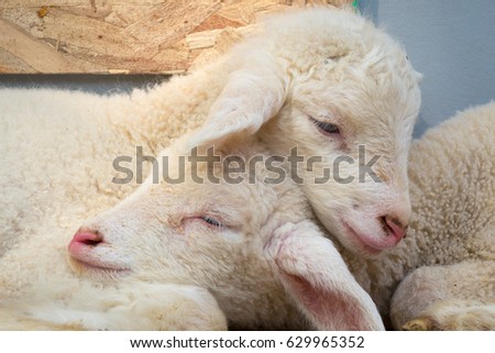 lamb snuggle buddy