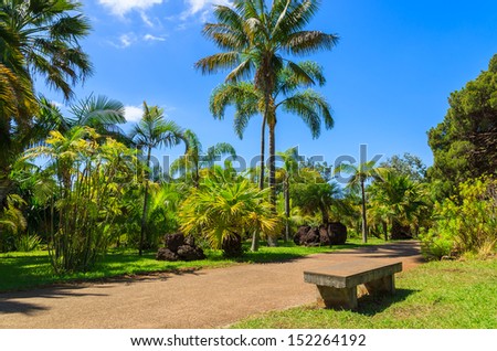 stock-photo-tropical-palm-tree-and-alley