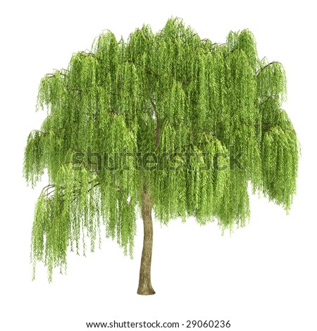 Willow Tree Stock Photos, Images, & Pictures | Shutterstock