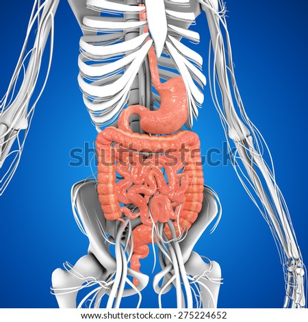 Anatomy Heart Stock Vector 157632524 - Shutterstock