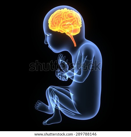 Did ever fetal cns development caffeine dose Fetal cns development picture 5