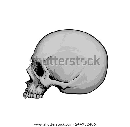 Side skull Stock Photos, Images, & Pictures | Shutterstock