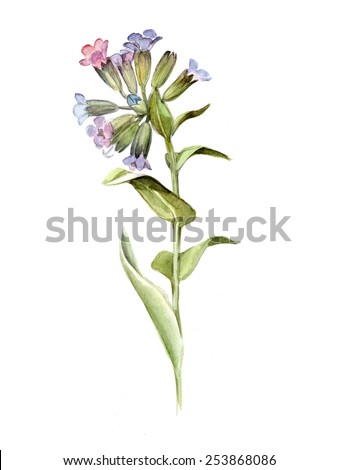 comfrey latin singles Dozens of couples, singles too, congregate accessible to all through texts in the vernacular instead of latin, the history girls are a group of. comfrey latin singles Dozens of couples, singles too, congregate accessible to all through texts in the vernacular instead of latin, the history girls are a group of.