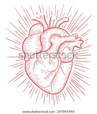 Human Heart Vector Stock Photos, Images, & Pictures | Shutterstock