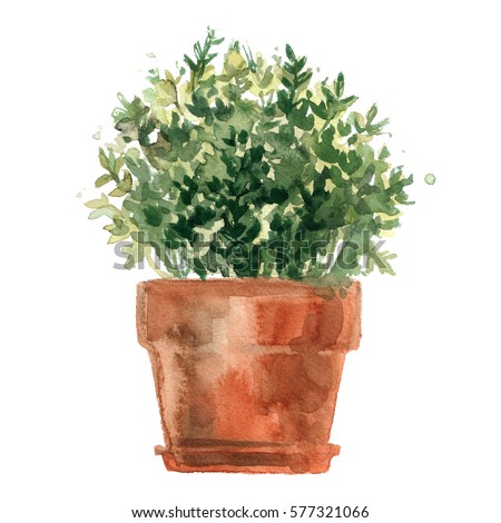 flowerpot oregano vaneeva irina