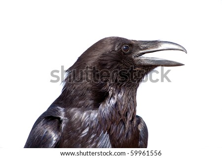 Raven-head Stock Images, Royalty-Free Images & Vectors | Shutterstock
