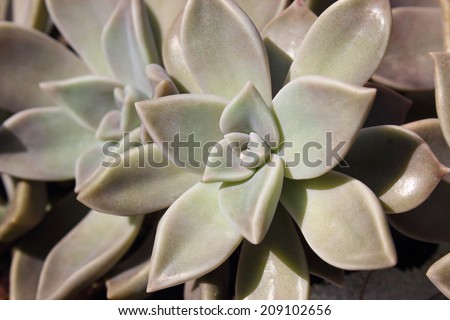 sexy teen girls picture asian plant fleshy