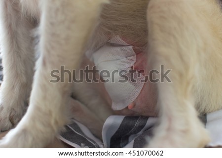 Pyometra Stock Images, Royalty-Free Images & Vectors | Shutterstock