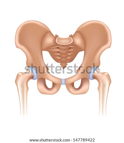 Pelvic Stock Images, Royalty-Free Images & Vectors | Shutterstock
