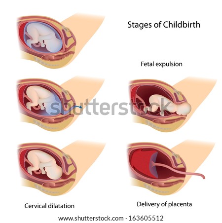 stock-photo-stages-of-vaginal-birth-labor-163605512.jpg