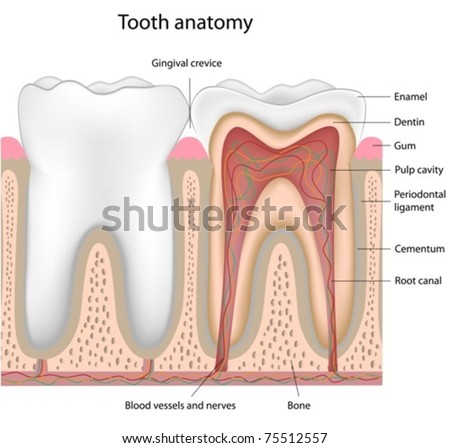 Tooth Anatomy Stock Vector 75512557 - Shutterstock