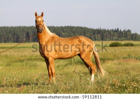 Palomino horse Stock Photos, Images, & Pictures | Shutterstock