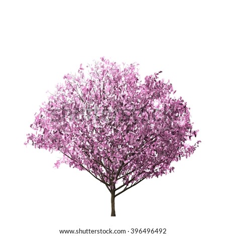 Cherry Blossom Tree Isolated On White Stock Illustration 396496492