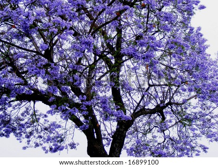 Jacaranda tree Stock Photos, Images, & Pictures | Shutterstock