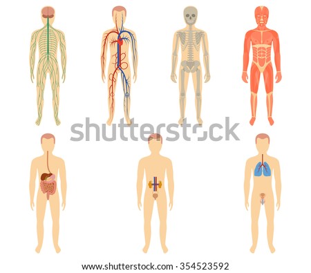 Urinary System Stock Photos, Images, & Pictures | Shutterstock