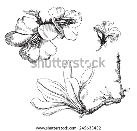 Flower Magnolia Stock Vector 278493323 - Shutterstock