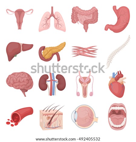 Organ Stock Images, Royalty-Free Images & Vectors | Shutterstock