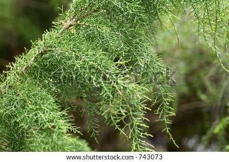 Huon pine is one of the slowest-growing and longest living plants in 