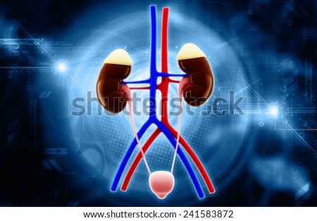 Kidney Anatomy Stock Photos, Images, & Pictures | Shutterstock