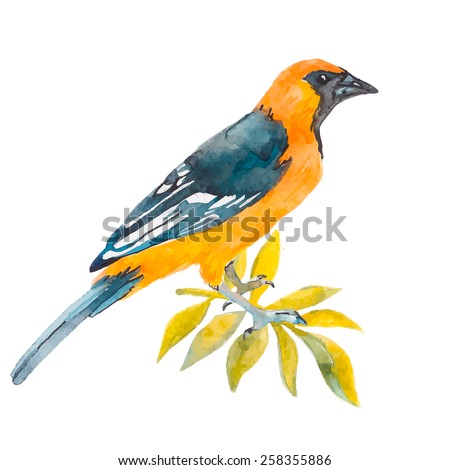 Orioles | Aves de América del Norte | Aves de América del Norte