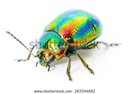 green beetle insect rose chafer (cetonia aurata) isolated on white background - stock photo