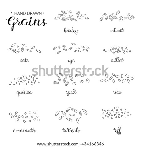 Hand drawn outline cereal grains with names isolated on white background. Barley, wheat, millet, rye, amaranth, teff, triticale, rice, spelt, oats. - stock vector Hand drawn outline cereal grains with names isolated on white background. Barley, wheat, millet, rye, amaranth, teff, triticale, rice, spelt, oats. - stock vector