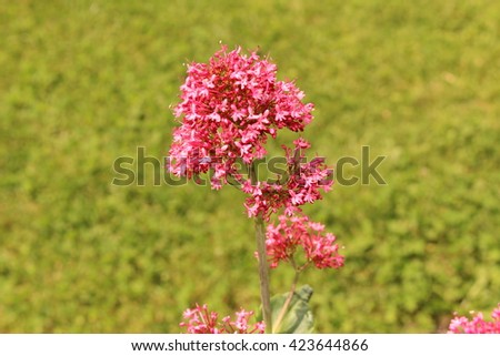 kiss quick jupiters beard foxs innsbruck brush valerian spur flowers red ruber northwest centranthus austria scientific native europe africa its