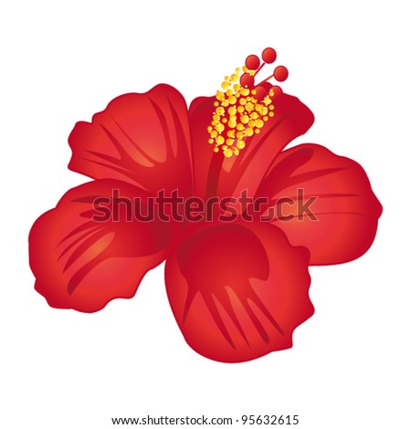 Hibiscus Flower Stock Photos, Images, & Pictures | Shutterstock