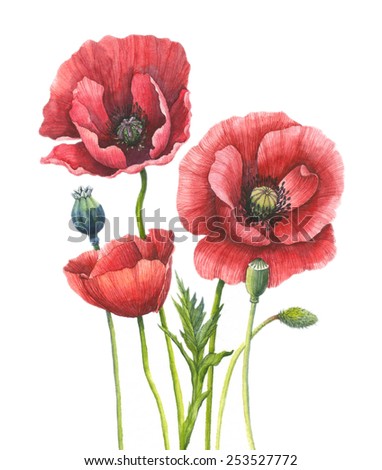 Poppy Watercolor Stock Photos, Images, & Pictures | Shutterstock