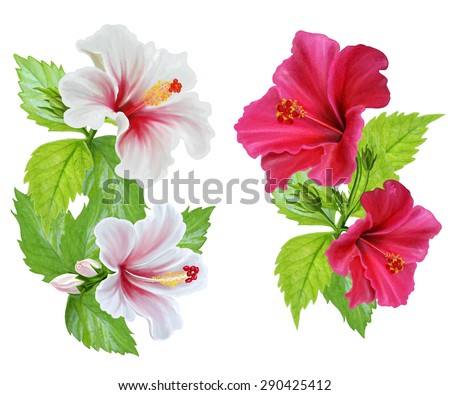 Hibiscus Stock Images, Royalty-Free Images & Vectors | Shutterstock