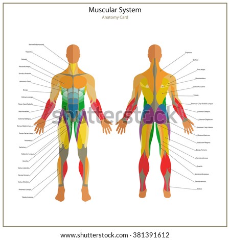 Labeled Map Of The Human Muscle System 48
