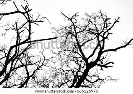 Branch Vector Stock Vector 7677712 - Shutterstock