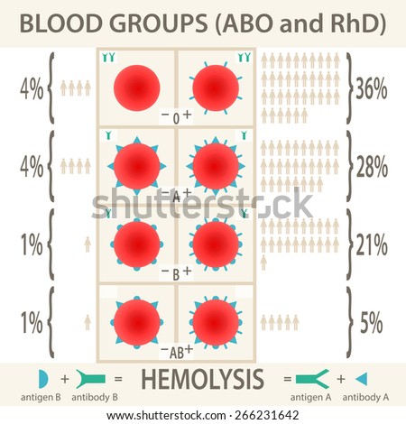 The ABO and RhD blood groups systems diagram and infographic - stock vector