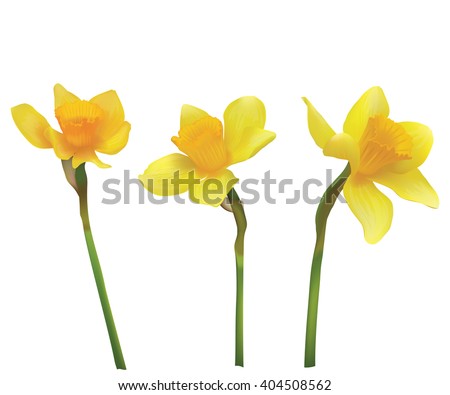 Narcissus. Vector realistic flowers. On a white background. stock Narcissus. Vector realistic flowers. On a white background. stock