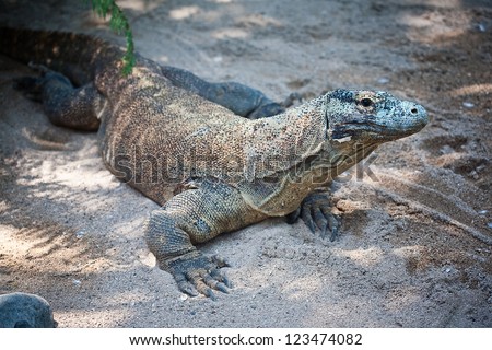 Comodo dragon Stock Photos, Images, & Pictures | Shutterstock