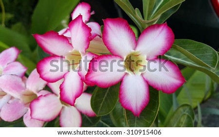 Lily (Liliaceae) - Lirios, Flores, Hojas y Tulipán - JRank Artículos