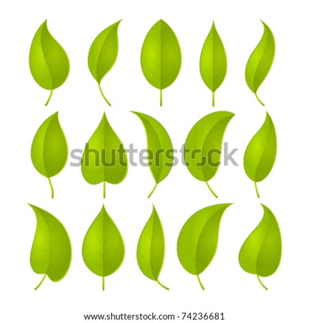 Leaf Stock Photos, Royalty-Free Images & Vectors - Shutterstock