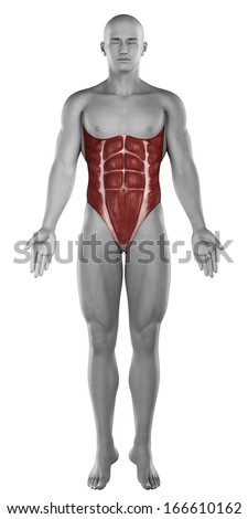 Abdominal muscle Stock Photos, Images, & Pictures | Shutterstock