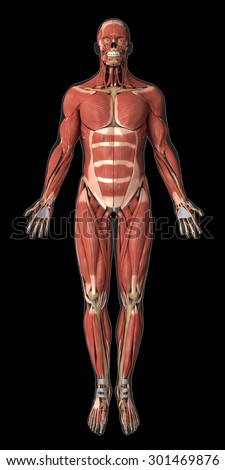 Human Anatomy Back 3d Illustration Muscular Stock Illustration