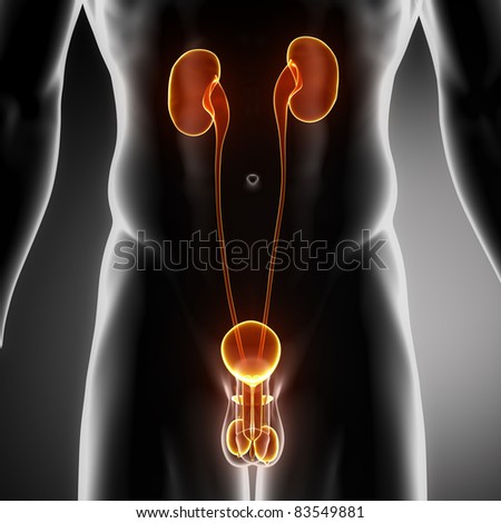 Kidney Anatomy Stock Photos, Images, & Pictures | Shutterstock