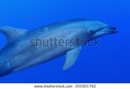 Dolphin Underwater Stock Photos, Images, & Pictures | Shutterstock