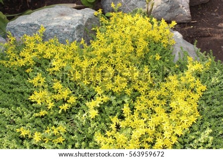 Sedum: Stonecrop