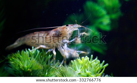 Tunicate feeding filters