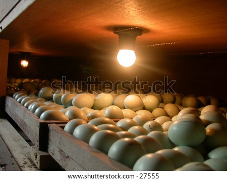 Eggs and a lamp, this is a traditional machine to hatching/incubating 