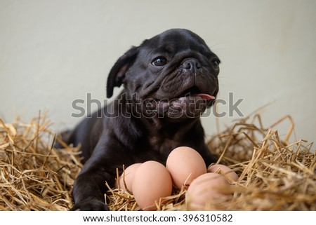 pug puppy development stages birth stock photos images pictures pug puppy development stages birth stock photos images pictures