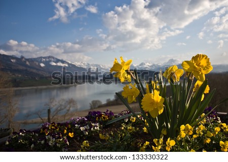 Narcissus by lake with mountain view