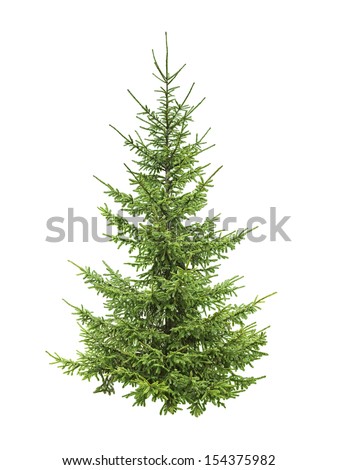 Spruce Tree Stock Photos, Images, & Pictures | Shutterstock