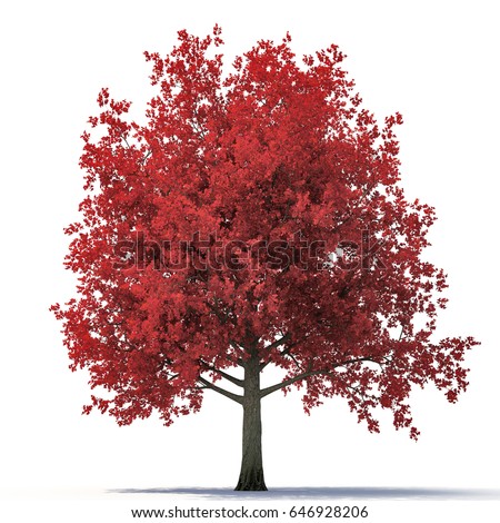 Autumn Tree Red Foliage Isolated Against Stock Illustration 80081203