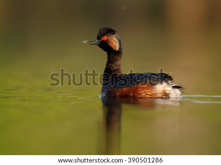 stock-photo-water-bird-black-necked-grebe-podiceps-nigricollis-mature-male-in-colorful-breeding-plumage-on-390501286.jpg